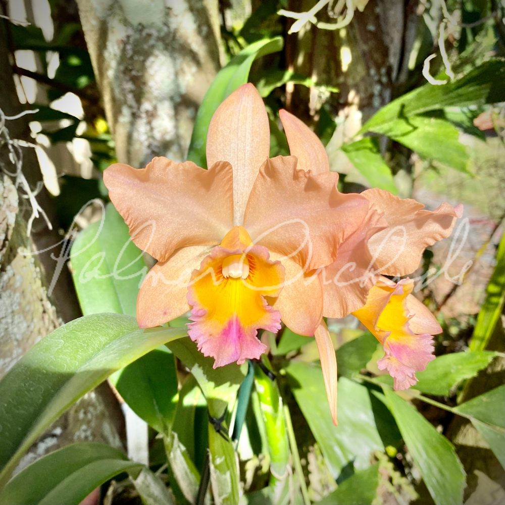 Rth.+Hawaii+Island+Passion+'57